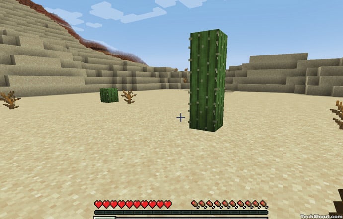 Cactus Plant In Desert Biome